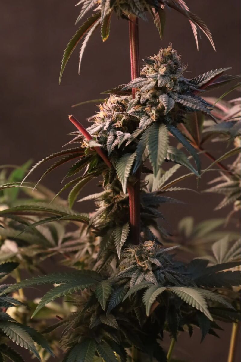 Lemon Cherry Runtz, Фасовка: 1, изображение 7